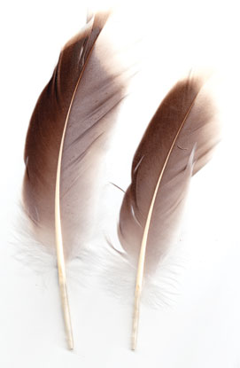 Natural Gray Goose feather