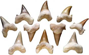 Shark Teeth